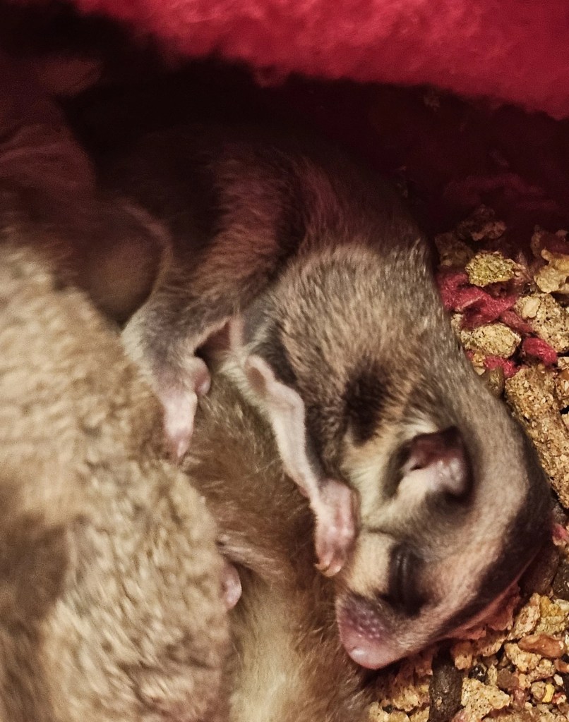 Baby Mini, a tiny gray sugar glider joey, sleeps peacefully while curled across another glider inside a cozy fleece sleeping pouch.