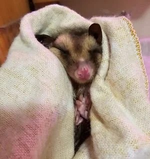 A young sugar glider joey is wrapped snugly in a cream-colored towel like a tiny burrito, with only its face and tiny pink hands visible. Its eyes are closed peacefully, soft gray fur fluffed after a bath, and its bright pink nose peeks out from the folds of the towel.