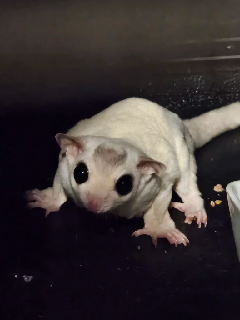 Young mosaic sugar glider Dusty sits alert inside a dark fleece bonding pouch during the journey to his new home, looking up with wide black eyes and tiny pink hands spread in front of him.