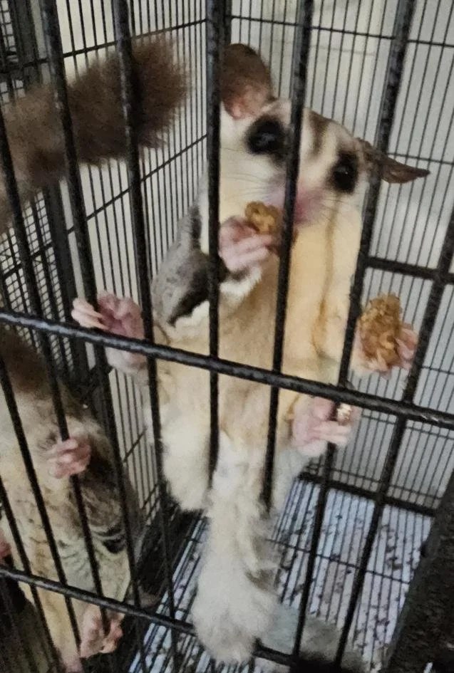 Meg, a cream and gray sugar glider, enjoys a mulberry snack while clinging to the front of her enclosure. Louis is partially visible beside her, watching nearby.