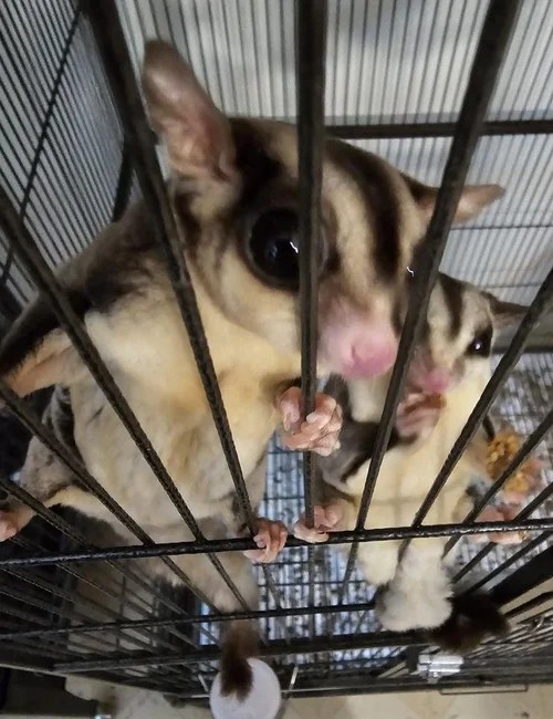 Meg and Louis, two sugar gliders, holding onto the bars of their cage shortly after joining our family.