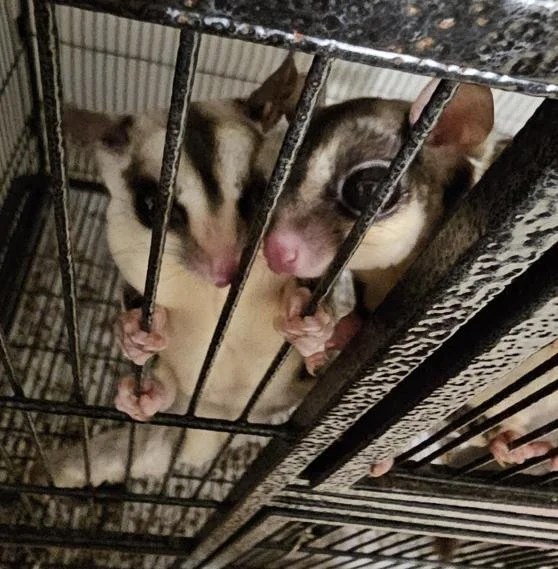 Meg and Louis, two sugar gliders, cling to the front of their enclosure side by side. Meg is on the left while Louis peeks out from the right, both watching their new surroundings with curious expressions.