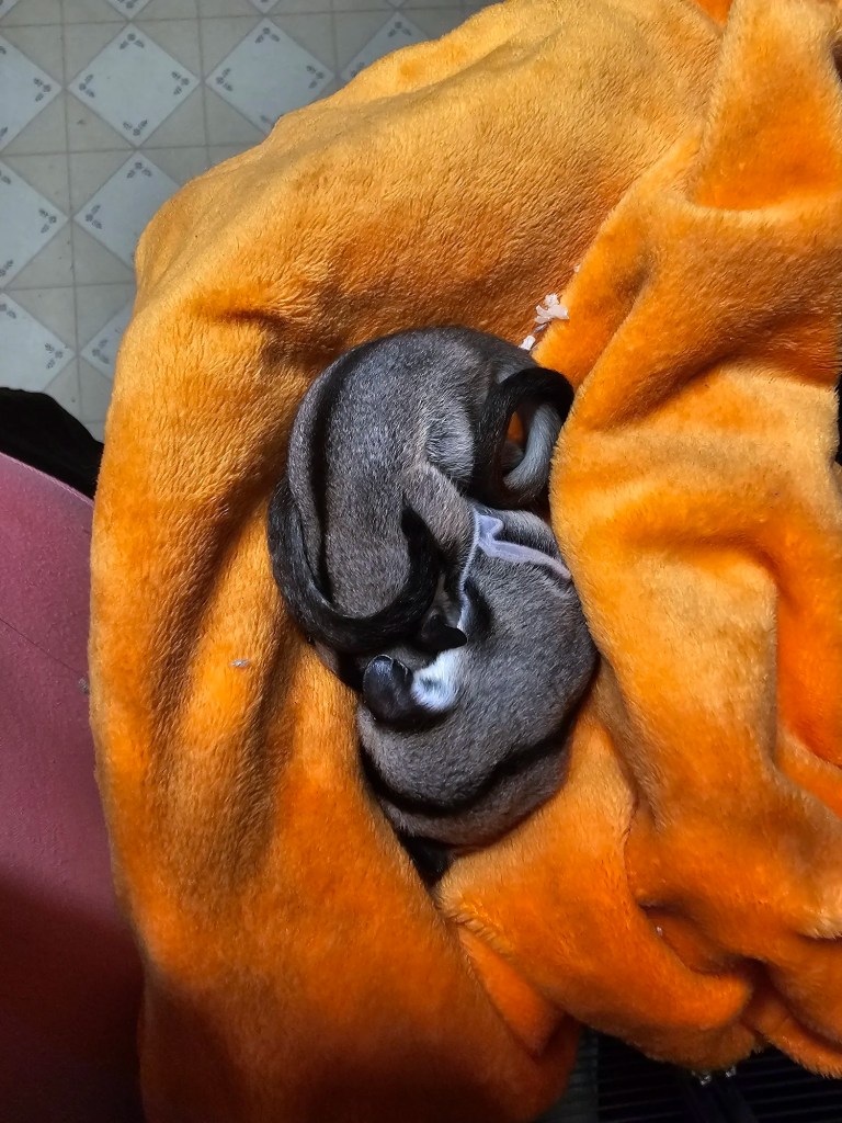 Tweedle Dee and Tweedle Dum curled up together on June 8th, about 1.5 weeks OOP