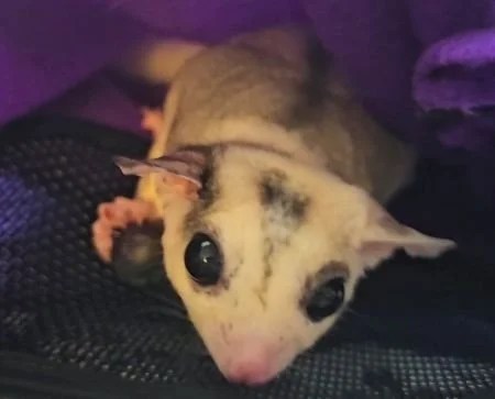 Three-month-old mosaic sugar glider Sylph peeks out from a fleece sleeping pouch, resting low with wide, curious eyes while one tiny hand reaches forward.