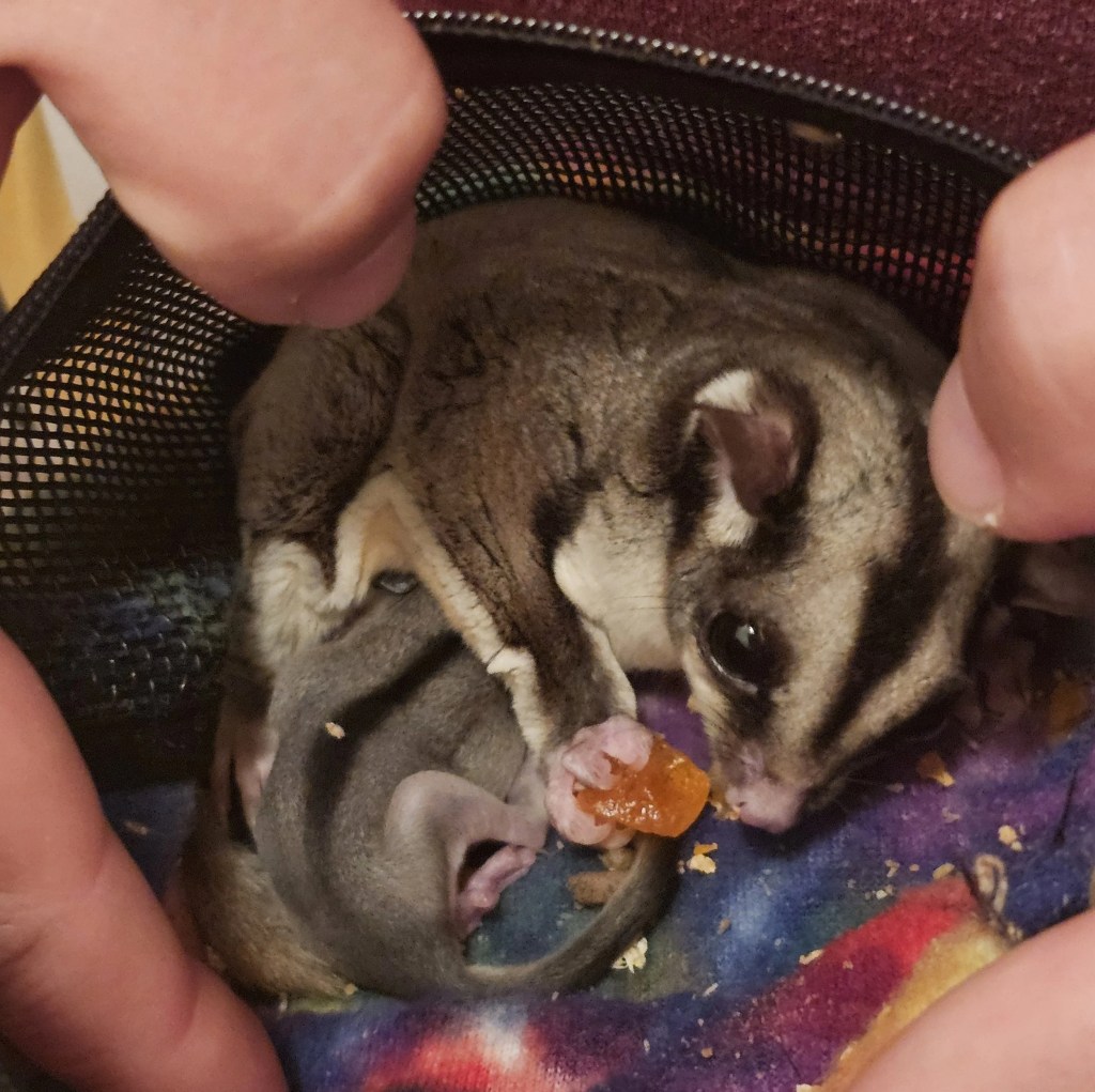 🍽️ New Life in the Grove | The First Joeys and a Bittersweet&nbsp;Goodbye