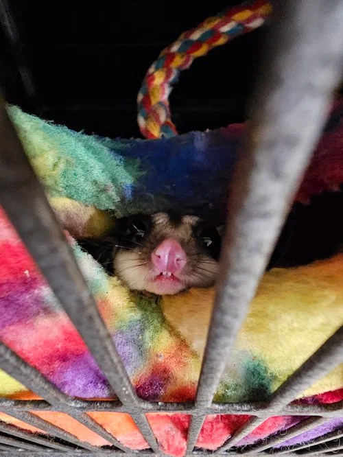 A sugar glider peeking out from a colorful fleece sleeping pouch inside its enclosure.