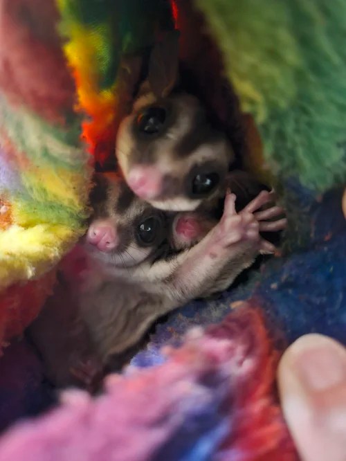 Two sugar gliders cuddled together inside a colorful fleece sleeping pouch, looking toward the camera.