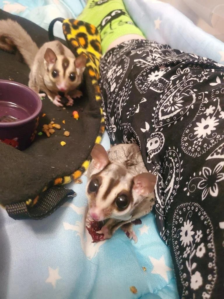 Two young sugar gliders, Wilford and Benji, spend their first days at Mountain Grove Gliders. Wilford sits beside one of the Grove Keepers enjoying a treat while Benji watches curiously from near their fleece pouch in the background.