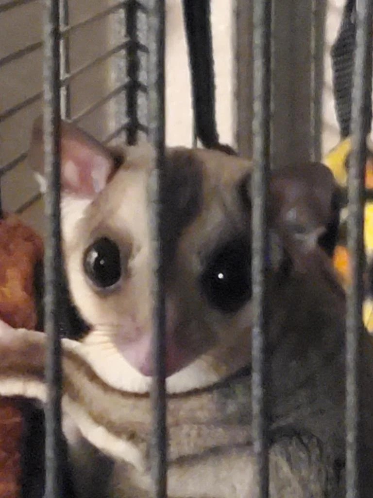 Close-up of a young sugar glider named Benji peeking through the bars of his enclosure with wide, curious eyes while resting inside his habitat.