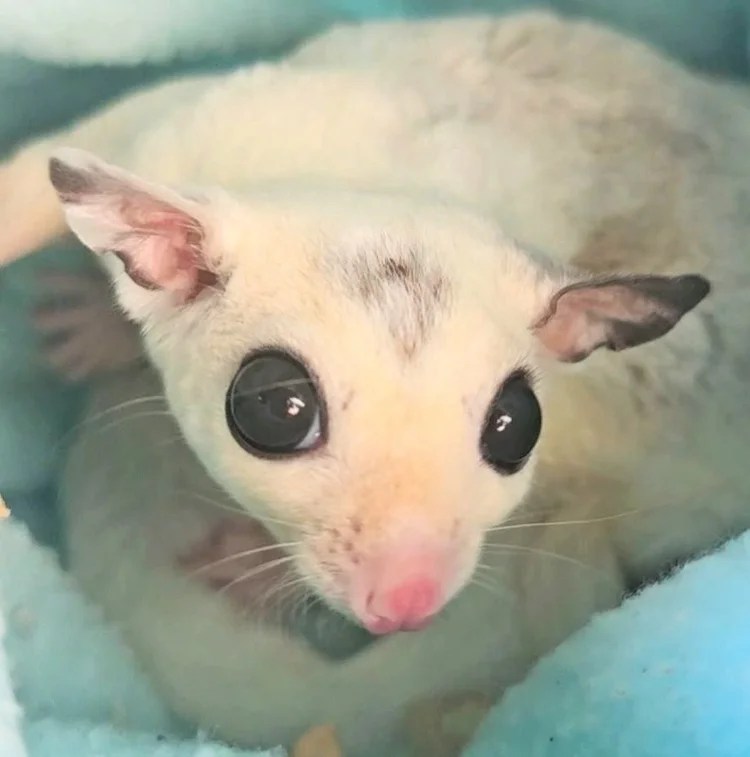 Dusty, a white sugar glider, looking up from a soft blue fleece pouch.
