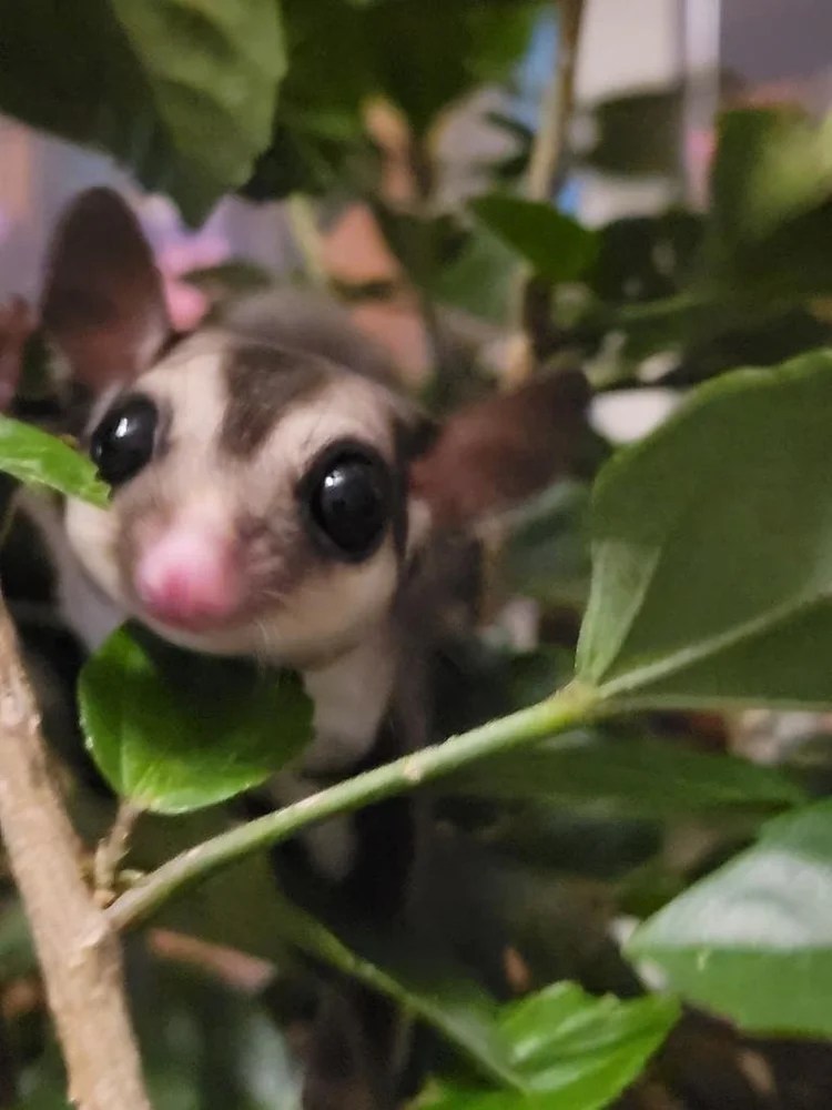 Lucky, a sugar glider, peeking through green leaves with curious eyes
