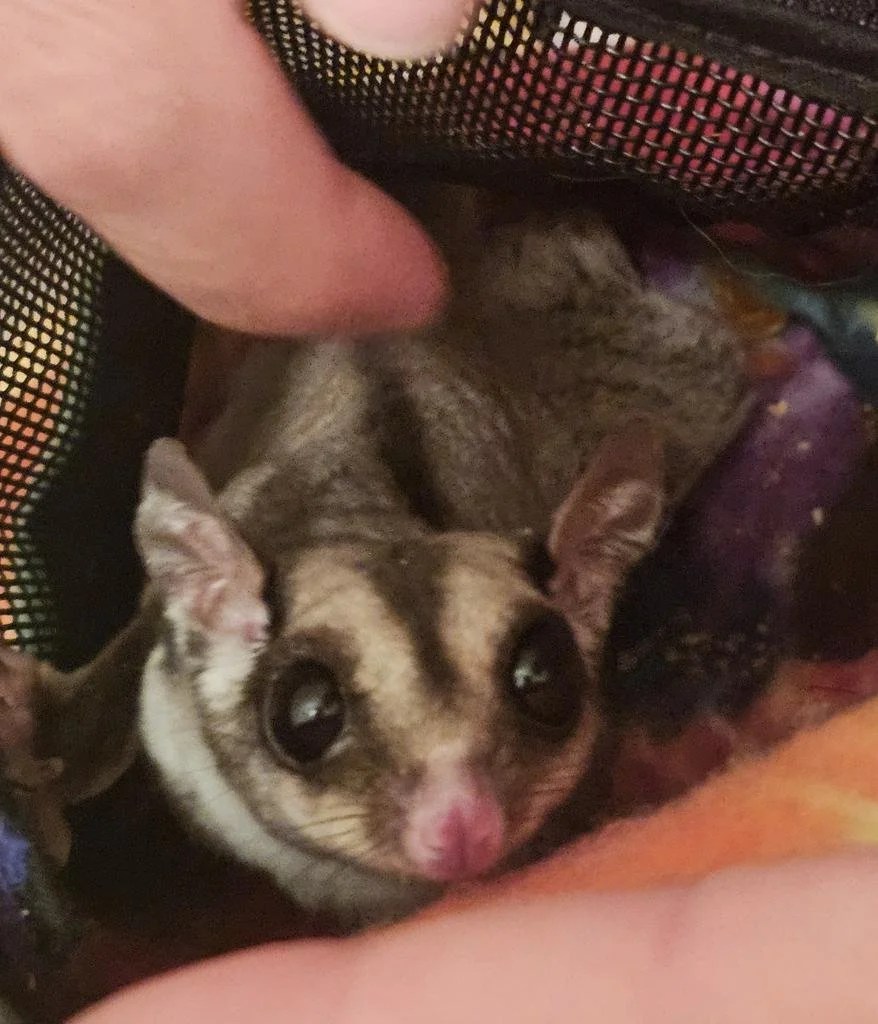 Mama, a cream and gray sugar glider, rests comfortably inside a bonding pouch during one-on-one time with one of the Grove Keepers. She looks up with bright eyes while being gently comforted.