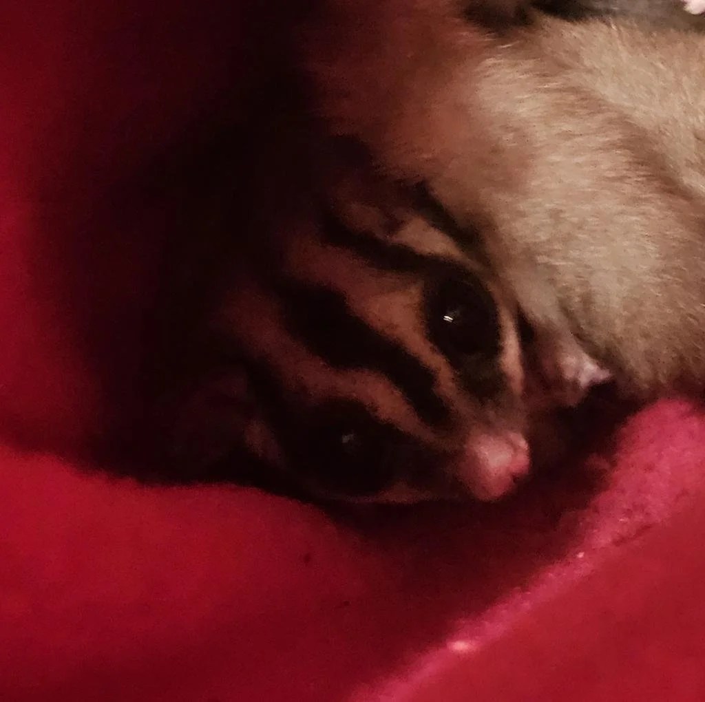 Close-up of Marsha Mallow, a cream and gray sugar glider, peeking out from the safety of a soft red bonding pouch with her bright eyes and pink nose visible.