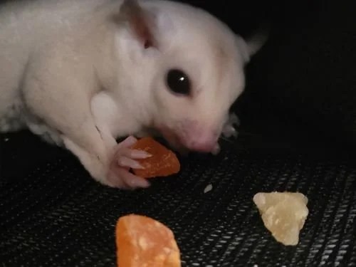 Young leucistic sugar glider Ostara, about two months old, sits in the dim light while holding a piece of fruit with both hands and enjoying a snack.