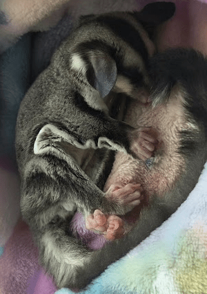 A young sugar glider joey sleeps curled tightly against its new mother inside a soft fleece pouch. Tiny pink hands and feet peek out as the two cuddle together, wrapped in pastel blankets.