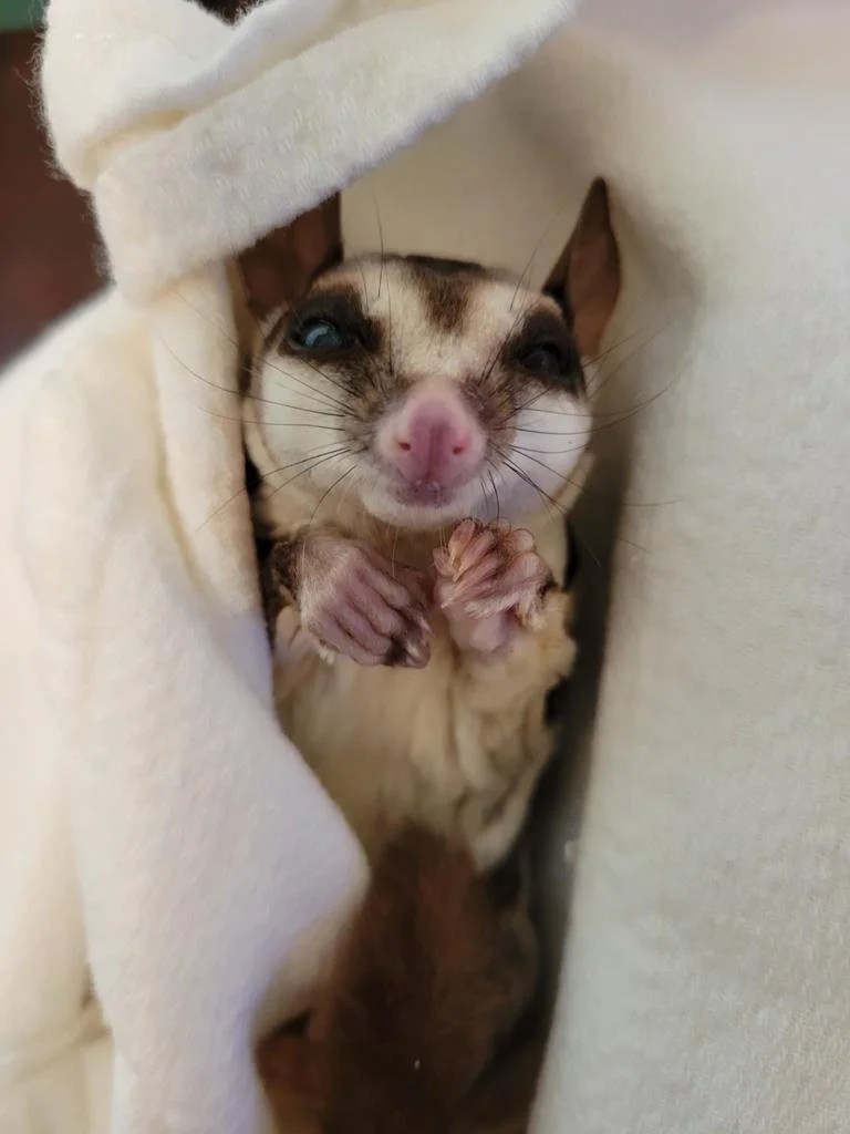 Close-up portrait of Wilford, a cream and gray sugar glider, nestled inside a soft white fleece pouch with his tiny hands resting against his chest as he looks toward the camera.